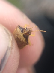 Dendrocoris contaminatus