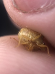 Dendrocoris contaminatus