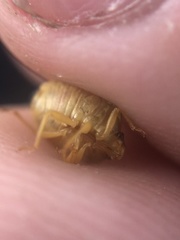 Dendrocoris contaminatus