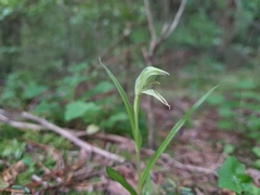 Pterostylis porrecta