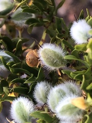 Dendrocoris contaminatus