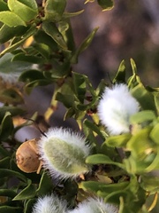 Dendrocoris contaminatus