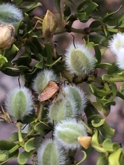 Dendrocoris contaminatus