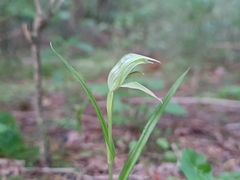 Pterostylis porrecta