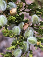 Dendrocoris contaminatus