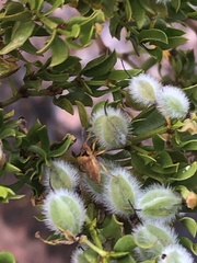 Dendrocoris contaminatus