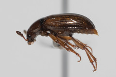 Macrohydnobius