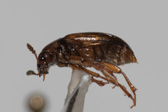 Macrohydnobius