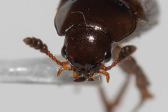 Macrohydnobius
