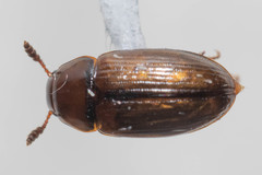 Macrohydnobius