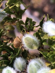 Dendrocoris contaminatus