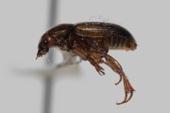Macrohydnobius