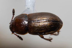 Macrohydnobius