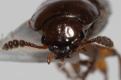 Macrohydnobius