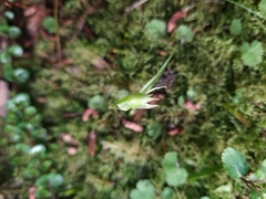 Pterostylis porrecta