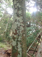 Cryptothecia bartlettii