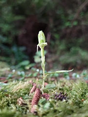 Pterostylis porrecta