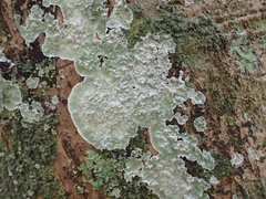 Cryptothecia bartlettii