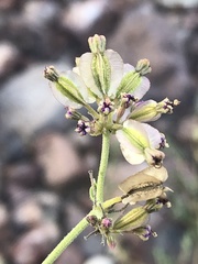Acleisanthes