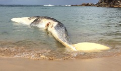 Balaenoptera borealis