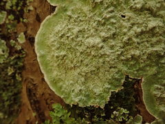 Cryptothecia bartlettii