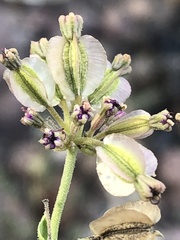 Acleisanthes