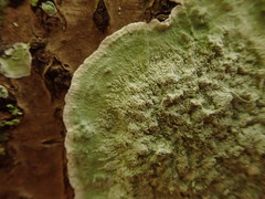 Cryptothecia bartlettii