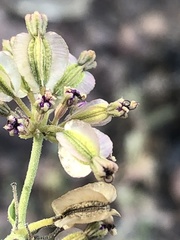 Acleisanthes