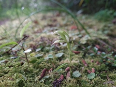 Pterostylis porrecta