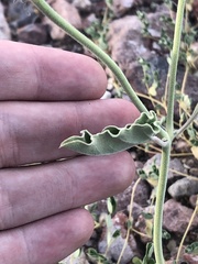 Acleisanthes