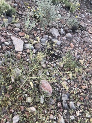 Acleisanthes