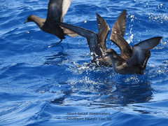 Ardenna tenuirostris