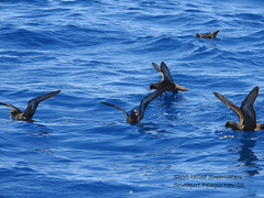 Ardenna tenuirostris