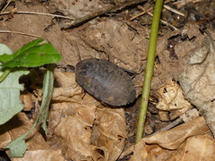 Blaberinae