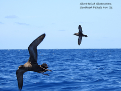 Ardenna tenuirostris