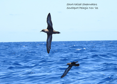 Ardenna tenuirostris