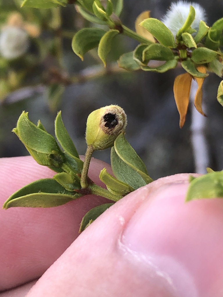 Creosote Flower Gall Midge from Socorro, NM, US on August 11, 2021 at ...