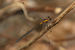 Austroargiolestes amabilis