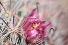 Mammillaria jaliscana jaliscana