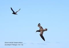 Ardenna tenuirostris