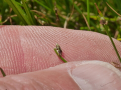 Isolepis cernua cernua