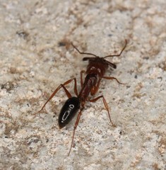 Odontomachus clarus