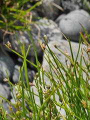 Isolepis cernua cernua