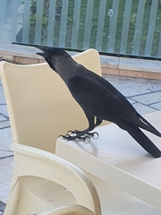 Corvus splendens