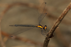 Austroargiolestes amabilis