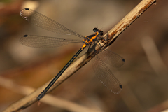 Austroargiolestes amabilis