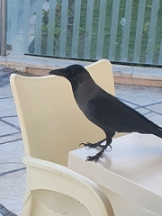 Corvus splendens