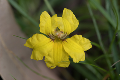 Goodenia glabra