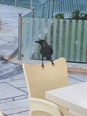 Corvus splendens