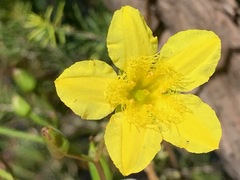 Ornduffia reniformis